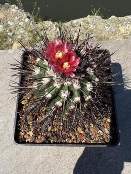 Parodia subterranea